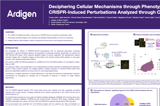 Deciphering Cellular Mechanisms through Phenotype: CRISPR-Induced Perturbations Analyzed through Cell Painting and Machine Learning